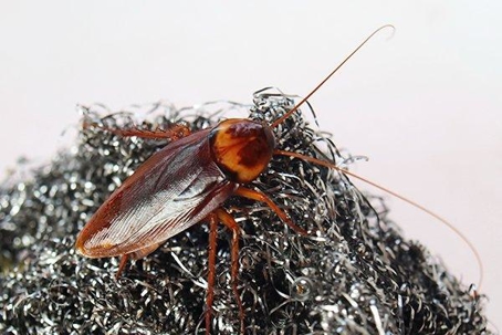 Cockroach on a steel wool scrub.