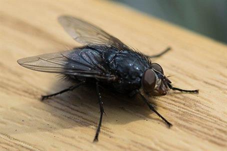 Fly on a wooden table.