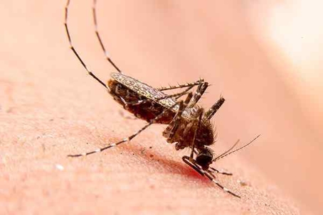 Mosquito biting someone's skin.