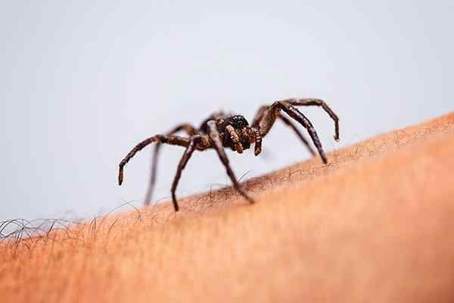 Brown spider crawling on someone's arm.