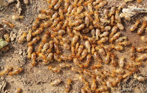Termite infestation.