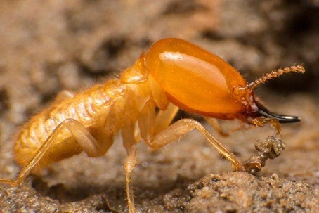 Termite crawling on the ground.
