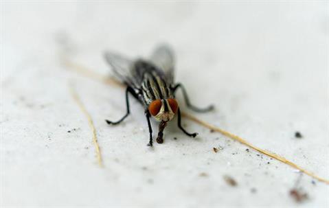 Close up picture of a fly