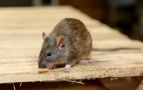 Mouse