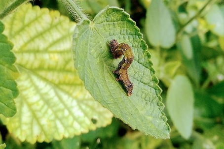 Armyworms crawling on a leaf.