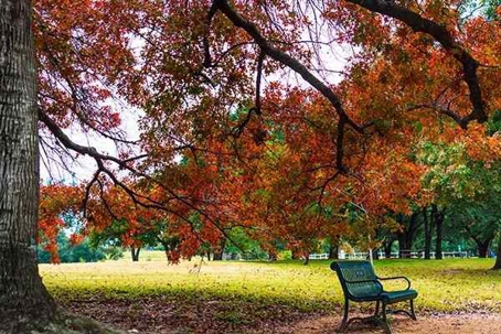 Green park bench among trees with fall colors.