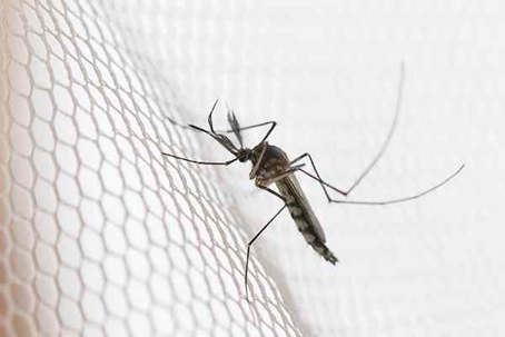 Close up picture of a Mosquito