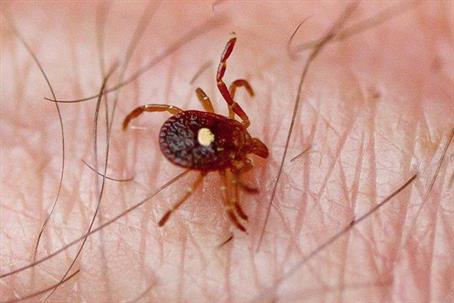 Tick biting someone's skin.