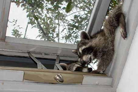 Raccoons on a window