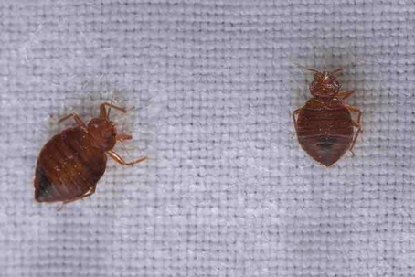 Bed Bugs