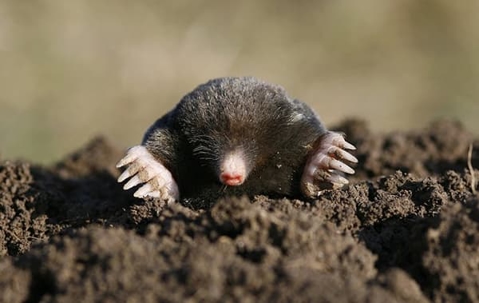 Mole emerging from the ground.