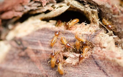 Termites infesting wood.