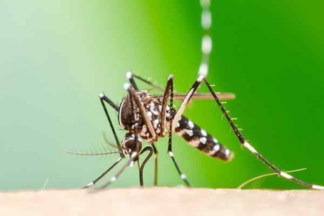 Close up picture of a Mosquito