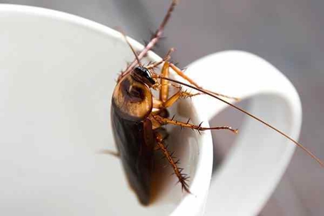 Cockroach inside a white coffee mug.