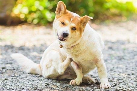 Dog scratching