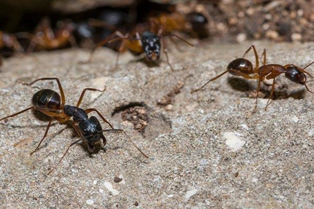 Ants crawling on the ground.