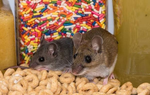Two mice eating food in a pantry.