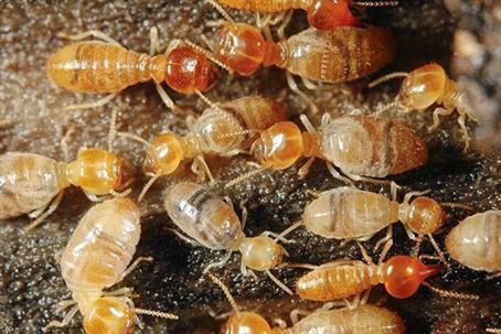 Termites