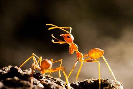 Two ants crawling on the ground.