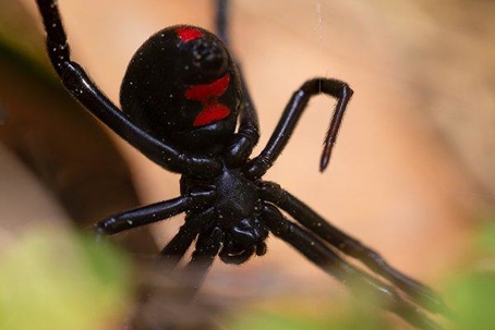 Black Widow Spider in its web.