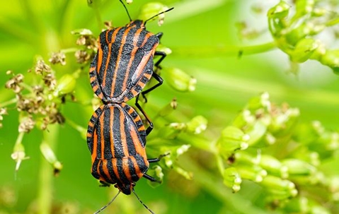 Chinch Bugs on budding flower stalks.