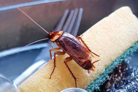 Cockroach on a dishwashing sponge in a kitchen sink with other dishes.