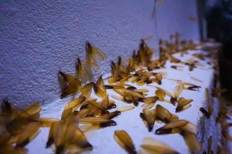 Termite Swarmers swarming at a wall.
