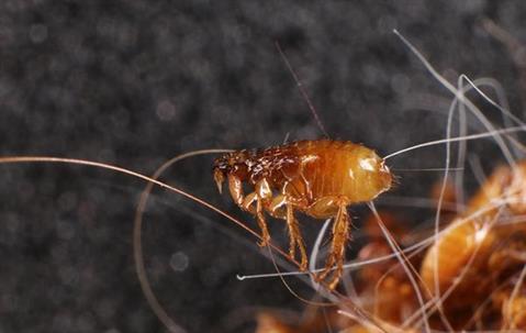 Close up picture of a Flea