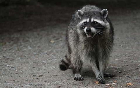 Raccoon
