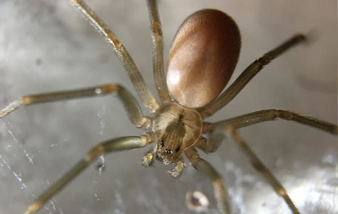 Large Brown Recluse Spider in its web.