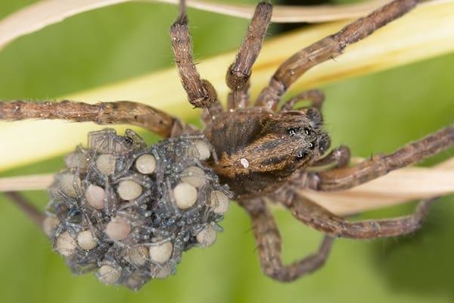 Close up picture of wolf spider