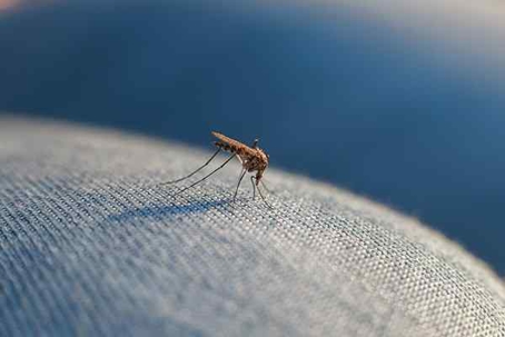 Mosquito biting through someone's clothes.