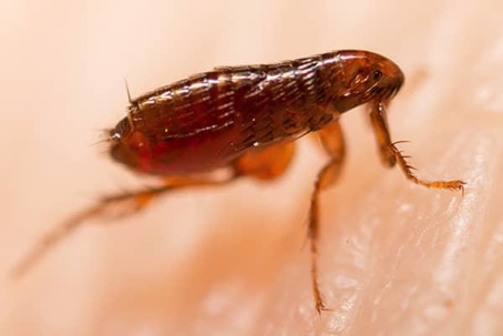 Close up picture of a Flea
