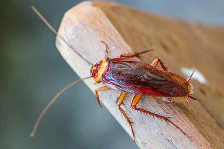 Cockroach on the edge of a wooden table.