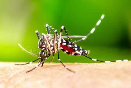 Mosquito biting someone's skin and drinking blood.