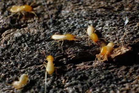 Termites gathered on the ground