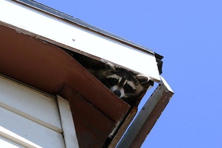 Raccoon on a roof