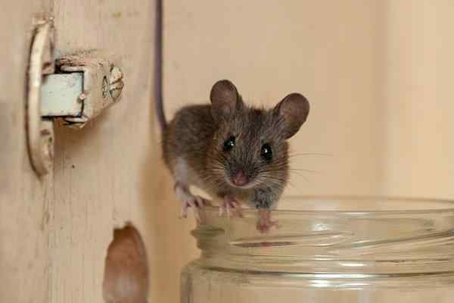 Mouse on a jar