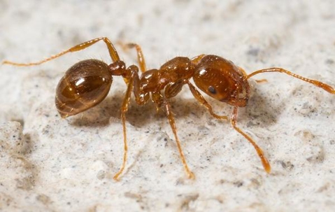 Close up picture of a fire ant