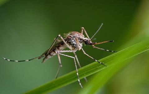 Close up picture of a Mosquito