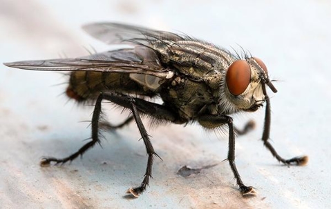 Fly crawling on the floor.