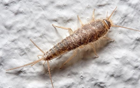 Close up picture of a Silverfish