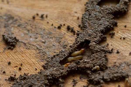 Termites