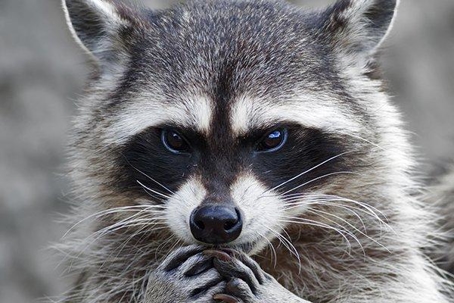Raccoon eating using both hands.