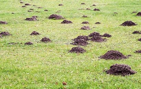 Multiple Mole hole damage at a large green field.