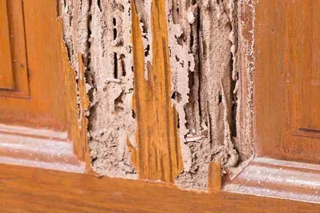 Termite damage on a wooden door.