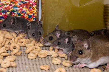 Rats eating biscuits