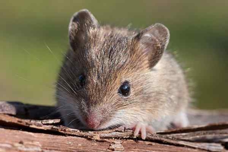 House mouse lying on wood outdoors.