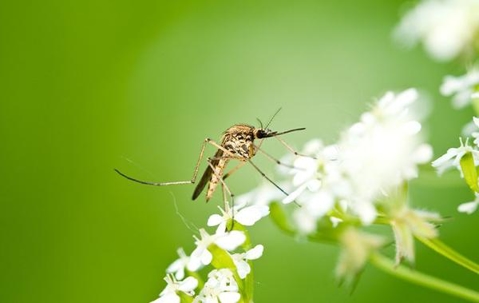 Mosquito on a cluster of white flowers.