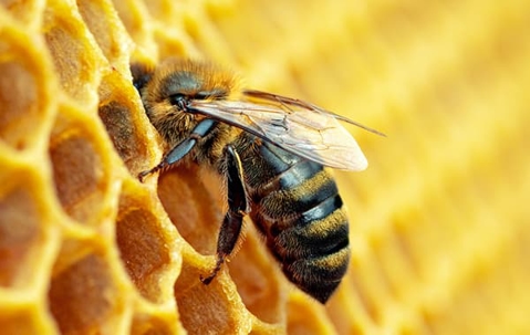 Close up picture of a bee in a bee hive